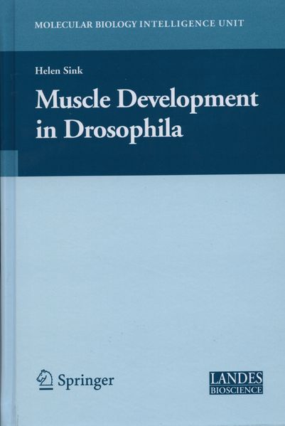 Helen Sink Sink Muscle Development in Drosophilia