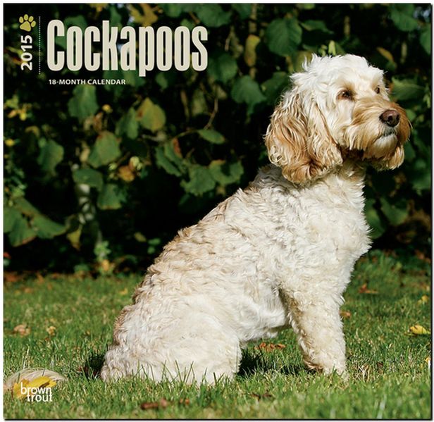   Cockapoos 2015