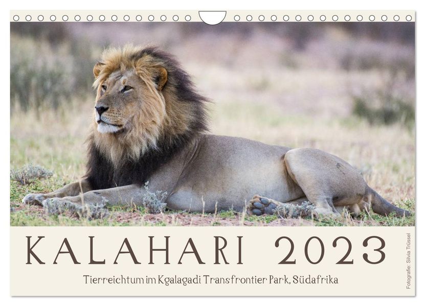 Silvia Trüssel Trüssel Kalahari - Tierreichtum im Kgalagadi Transfrontier Park, Südafrika (Wandkalender 2024 DIN A4 quer), CALVENDO Monatskalender