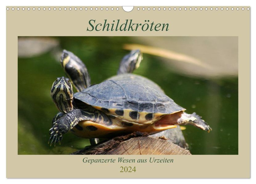 Barbara Mielewczyk Mielewczyk Schildkröten - Gepanzerte Wesen aus Urzeiten (Wandkalender 2024 DIN A3 quer), CALVENDO Monatskalender