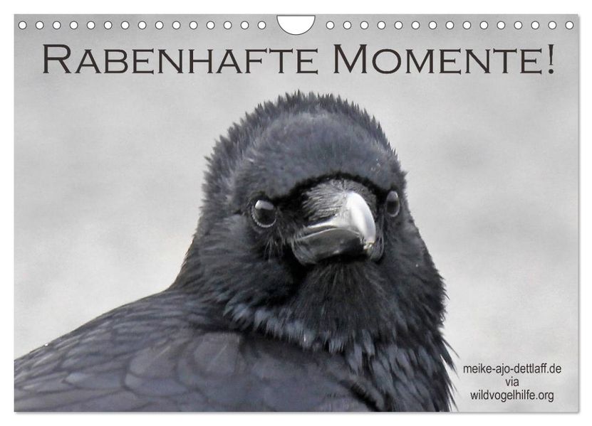 Meike AJo. Dettlaff AJo. Dettlaff Rabenhafte Momente! (Wandkalender 2024 DIN A4 quer), CALVENDO Monatskalender