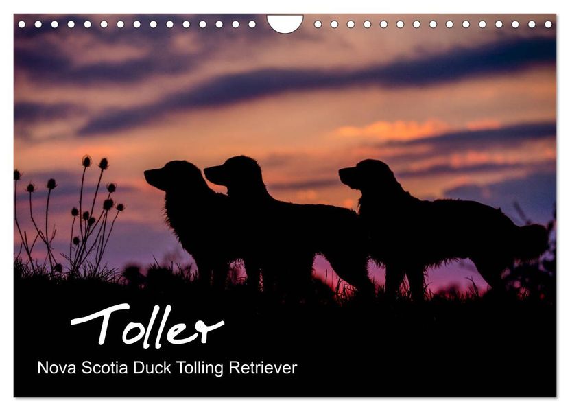 Anna Auerbach Auerbach Toller - Nova Scotia Duck Tolling Retriever (Wandkalender 2024 DIN A4 quer), CALVENDO Monatskalender