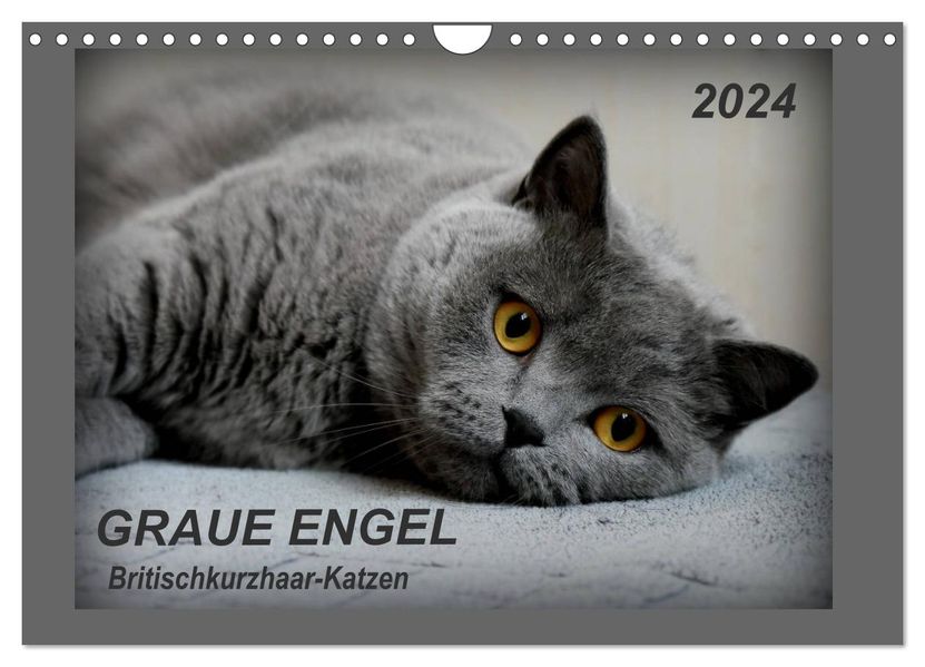 Jacky-fotos Jacky-fotos Jacky-fotos GRAUE ENGEL Britischkurzhaar-Katzen (Wandkalender 2024 DIN A4 quer), CALVENDO Monatskalender