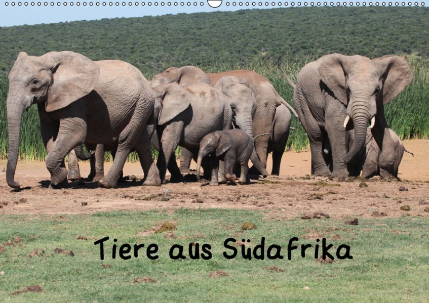 Dr. W. Brüchle W. Brüchle Tiere aus Südafrika (Wandkalender 2018 DIN A2 quer)