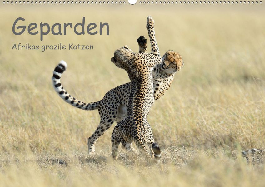 Thorsten Jürs Jürs Geparden - Afrikas grazile Katzen (Wandkalender 2021 DIN A2 quer)
