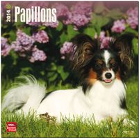 Buch Cover Papillons 2014