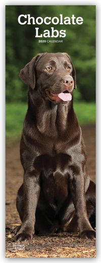 Buch Cover Chocolate Labrador Retriever - Schokoladenfarbene Labrador Retriever 2020