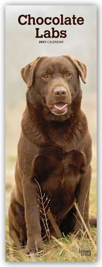 Buch Cover Chocolate Labrador Retriever - Schokoladenfarbene Labrador Retriever 2021