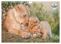 Buch Cover Emotionale Momente: Löwenbabys - so süß. (Wandkalender 2025 DIN A4 quer), CALVENDO Monatskalender