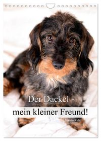 Buch Cover Der Dackel - mein kleiner Freund (Wandkalender 2025 DIN A4 hoch), CALVENDO Monatskalender