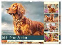 Buch Cover Irish Red Setter. Wo noble Eleganz auf Tatendrang trifft (Wandkalender 2027 DIN A2 quer), CALVENDO Monatskalender