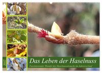 Buch Cover Das Leben der Haselnuss (Wandkalender 2027 DIN A2 quer), CALVENDO Monatskalender