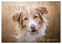 Buch Cover Hunde - Unsere Lieblingsnasen (Tischkalender 2027 DIN A5 quer), CALVENDO Monatskalender