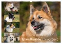 Buch Cover Islandhunde im Portrait (Wandkalender 2027 DIN A2 quer), CALVENDO Monatskalender