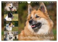 Buch Cover Islandhunde im Portrait (Wandkalender 2027 DIN A4 quer), CALVENDO Monatskalender
