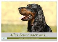Buch Cover Alles Setter oder was (Wandkalender 2027 DIN A2 quer), CALVENDO Monatskalender