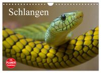 Buch Cover Schlangen (Wandkalender 2027 DIN A4 quer), CALVENDO Monatskalender
