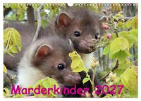 Buch Cover Marderkinder (Wandkalender 2027 DIN A3 quer), CALVENDO Monatskalender