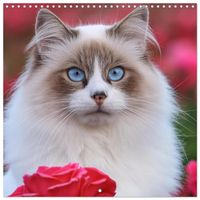 Buch Cover Beautiful Ragdolls - Cats in Nature (Wall Calendar 2027 12 × 12 Inch) CALVENDO 12 Month Wall Calendar