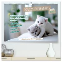 Buch Cover Katzenbabys - Klein, frech und coole Sprüche (hochwertiger Premium Wandkalender 2027 DIN A2 quer), Kunstdruck in Hochglanz