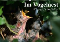 Buch Cover Im Vogelnest. Winzige Schreihälse (Wandkalender 2016 DIN A2 quer)