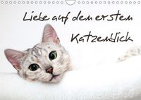 Buch Cover Liebe auf den ersten Katzenblick (Wandkalender 2017 DIN A4 quer)