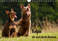 Buch Cover Kelpie - der australische Hütehund (Wandkalender 2017 DIN A4 quer)