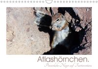 Buch Cover Atlashörnchen. Possierliche Nager auf Fuerteventura (Wandkalender 2019 DIN A4 quer)