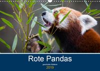 Buch Cover Rote Pandas - geschickte Kletterer (Wandkalender 2019 DIN A3 quer)