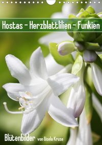 Buch Cover Hostas Herzblattlilien Funkien (Wandkalender 2020 DIN A4 hoch)