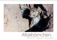 Buch Cover Atlashörnchen. Possierliche Nager auf Fuerteventura (Wandkalender 2021 DIN A3 quer)