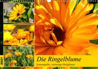 Buch Cover Die Ringelblume. Sonnengelbe, vielseitige Heilpflanze (Wandkalender 2021 DIN A3 quer)