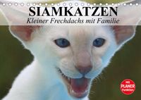 Buch Cover Siamkatzen - Kleiner Frechdachs mit Familie (Tischkalender 2022 DIN A5 quer)