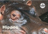 Buch Cover Hippos - Begegnungen in Afrika (Wandkalender 2022 DIN A2 quer)
