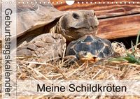Buch Cover Meine Schildkröten - Geburtstagskalender (Wandkalender 2022 DIN A4 quer)