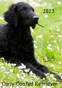 Buch Cover Curly Coated Retriever 2023 (Wandkalender 2023 DIN A3 hoch)