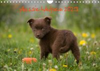 Buch Cover Aussie Welpen 2023 (Wandkalender 2023 DIN A4 quer)