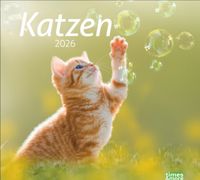 Buch Cover times&more Katzen Bildkalender 2026