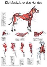 Buch Cover Muskulatur des Hundes