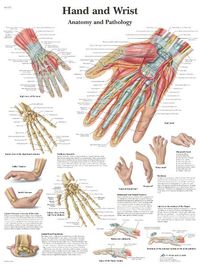 Buch Cover Anatomische Lehrtafel: Hand and Wrist - Anatomy and Pathology