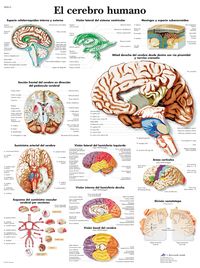 Buch Cover El cerebro humano