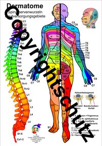 Buch Cover Dermatome der Spinalnerven