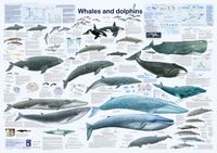 Buch Cover Whales and dolphins